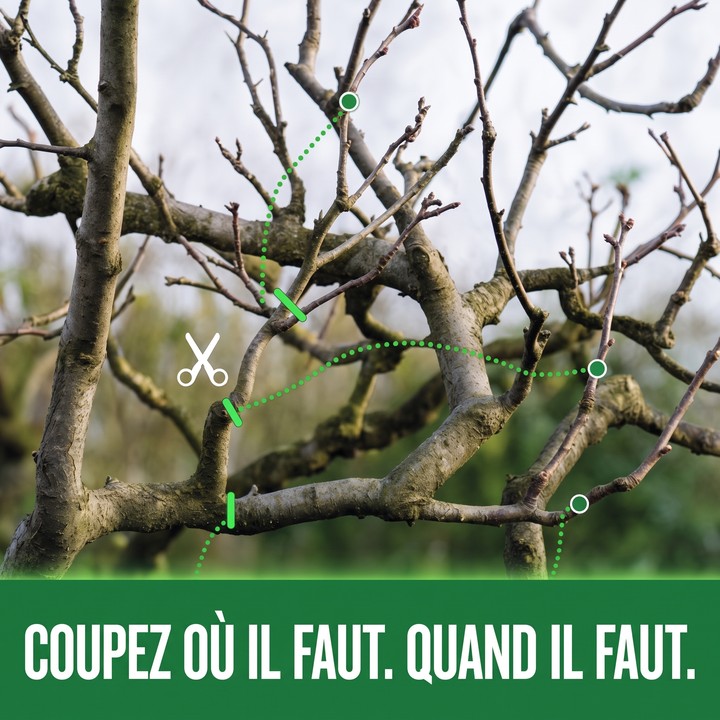 L'appli PlanteVerte indique où tailler